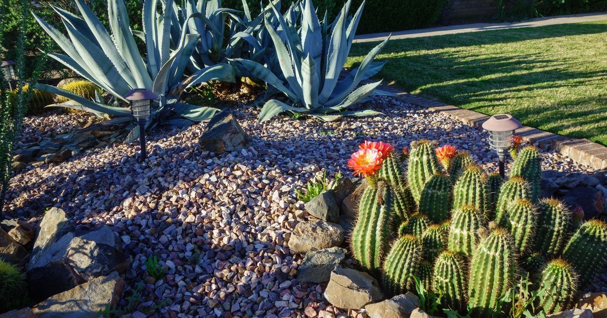 A freshly landscaped xeriscape area in the backyard. There's river rock underneath aloe and blooming cacti.