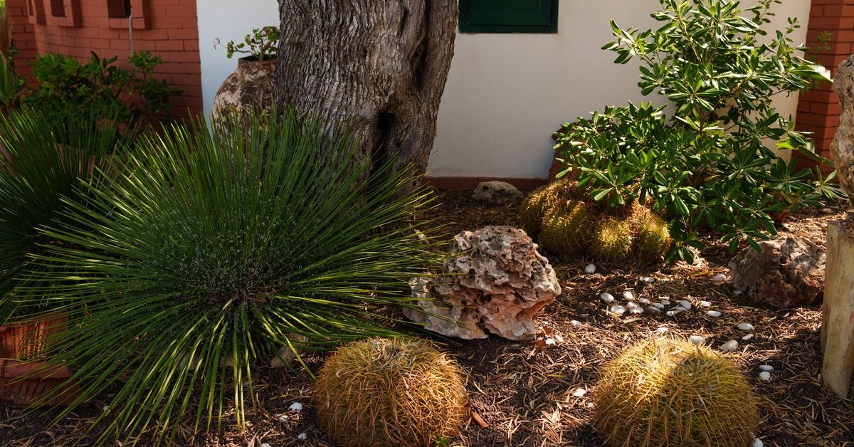 A charming front yard xeriscape near a front window. There's trees, cacti, and barrel plants freshly