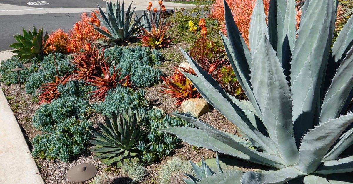 A neighborhood street corner with water-wise landscaping, including aloe, cacti, and mulching between the plants.
