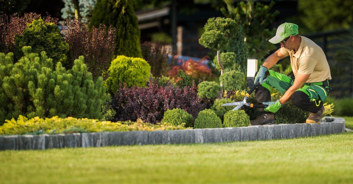 A landscape professional kneels into the landscape with a pair of garden shears. He is trimming small bushes.