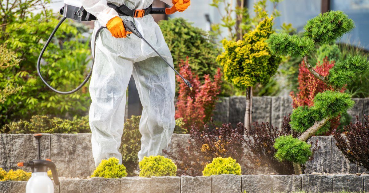A professional landscaper wearing a white suit for protection as they spray a residential property with pest control.
