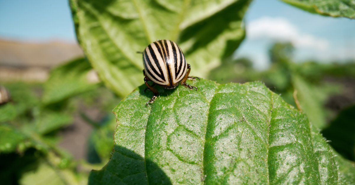 A pest resting on a plant nibbling the leaf away. The leaves are bright green and the sun is shining.