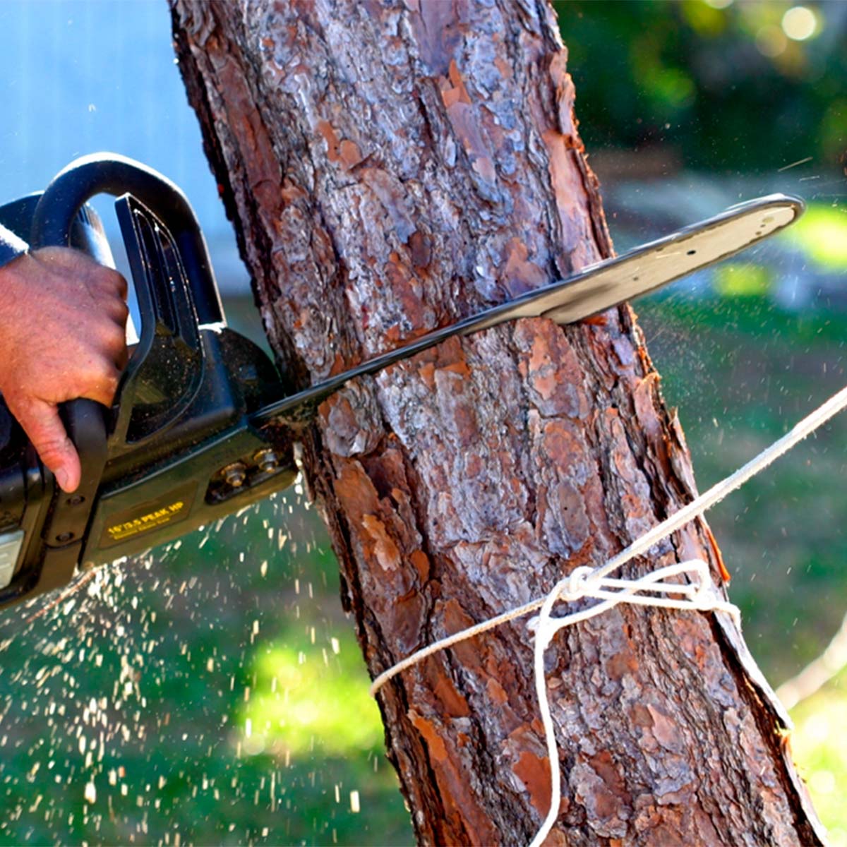 Tree Services in Los Angeles County, California