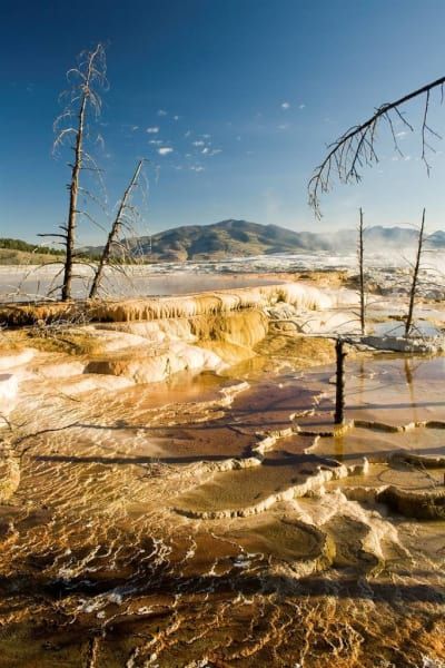A painting of a landscape with trees and mountains in the background.