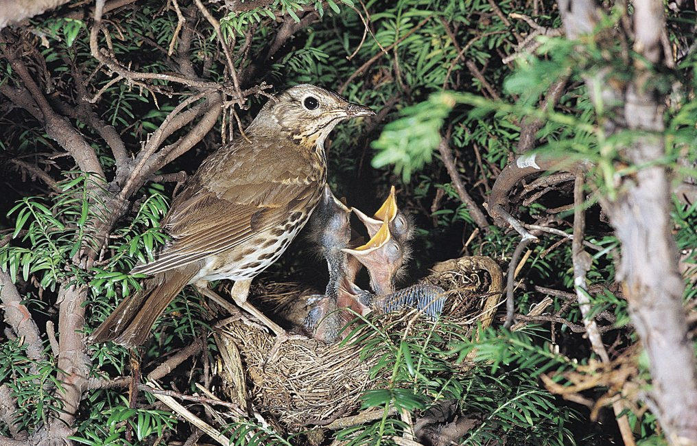 baby-birds-being-fed-in-nest-in-tree