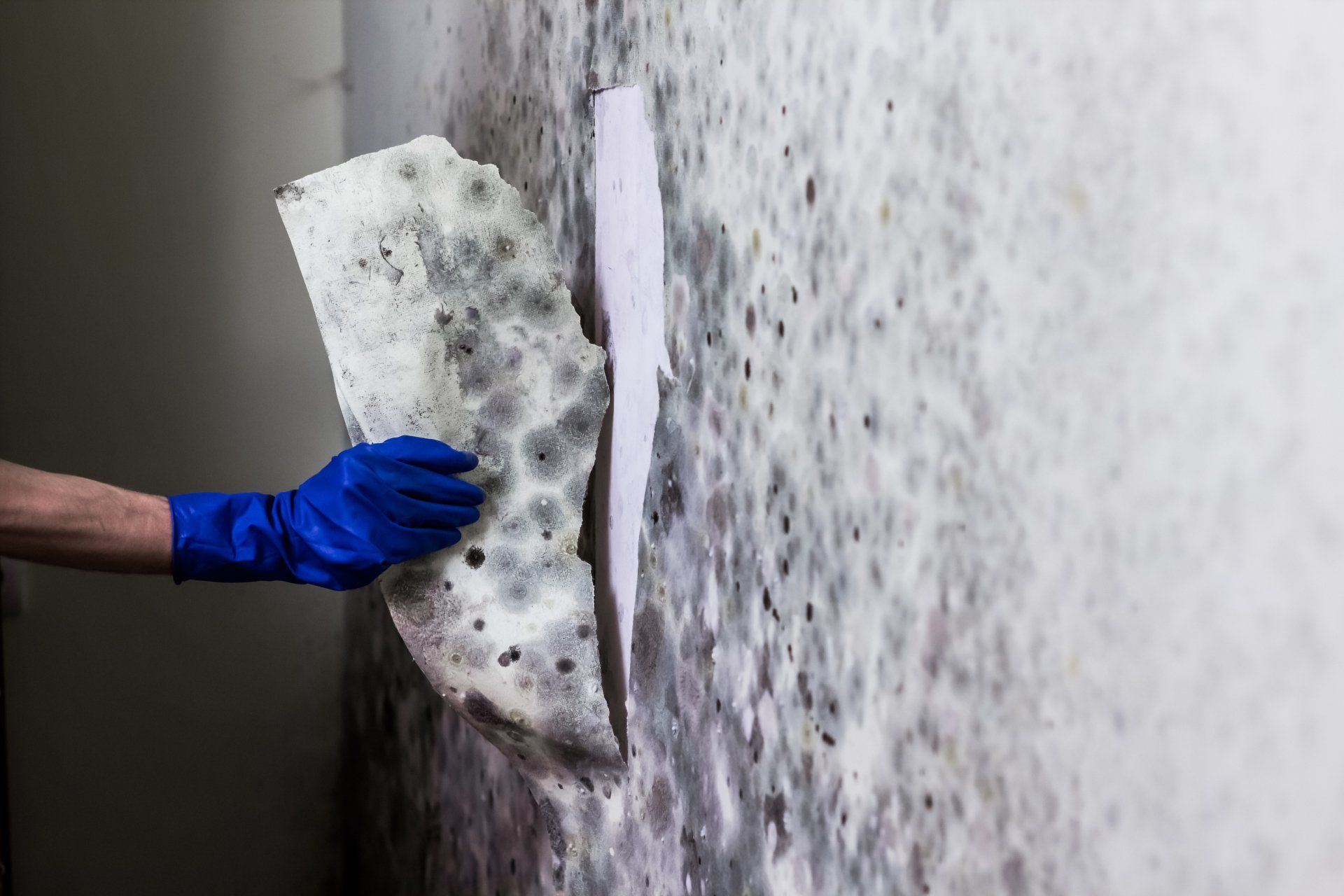 Removing Mold from the wall in the house using Blue gloves