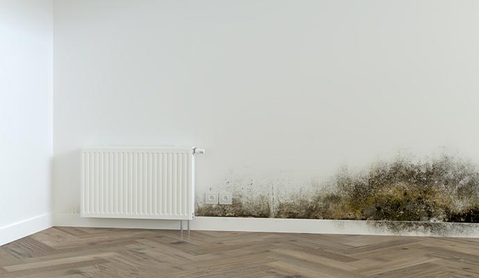 Mold in wall