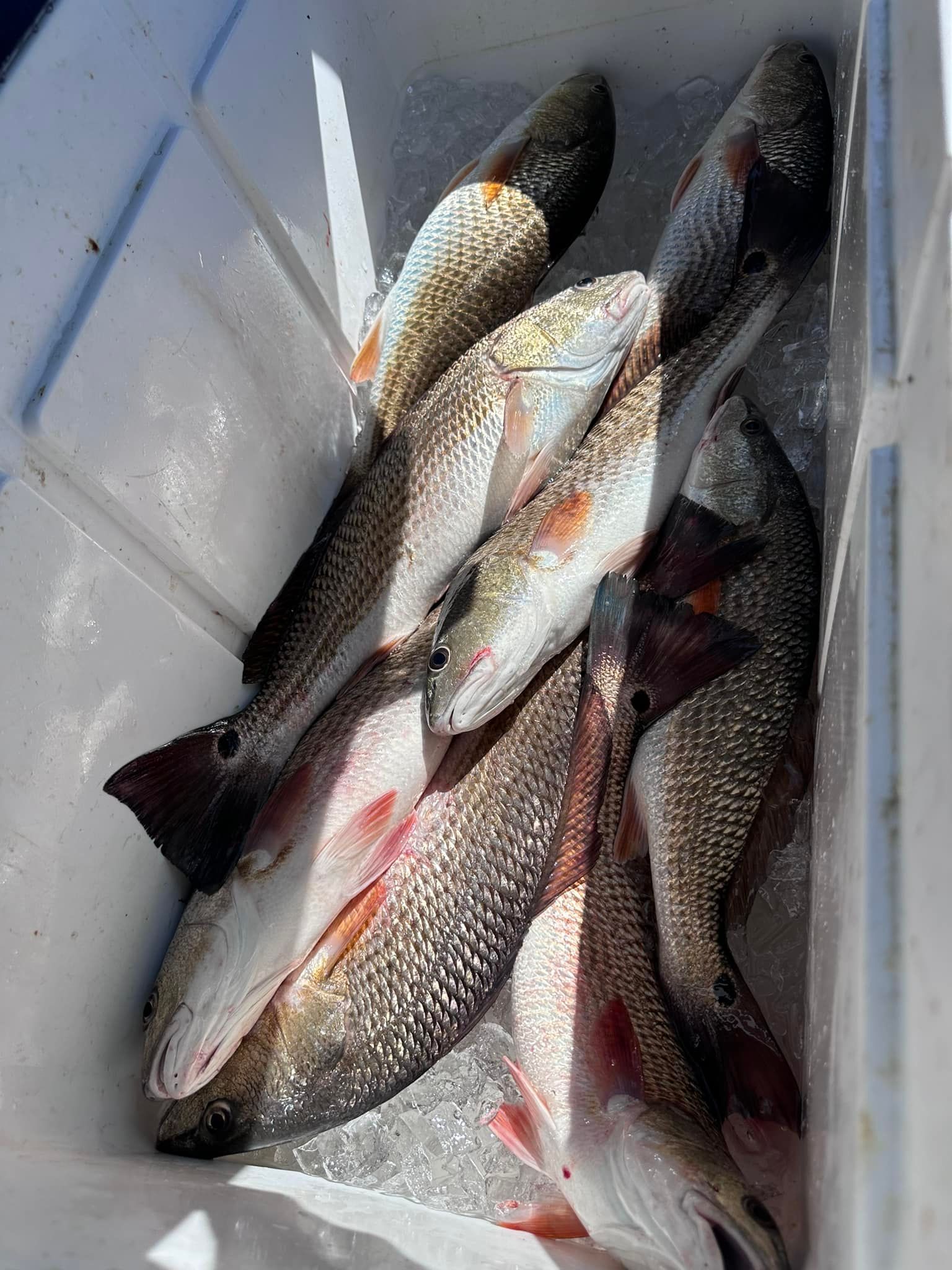 A bunch of fish are sitting on top of ice in a cooler.