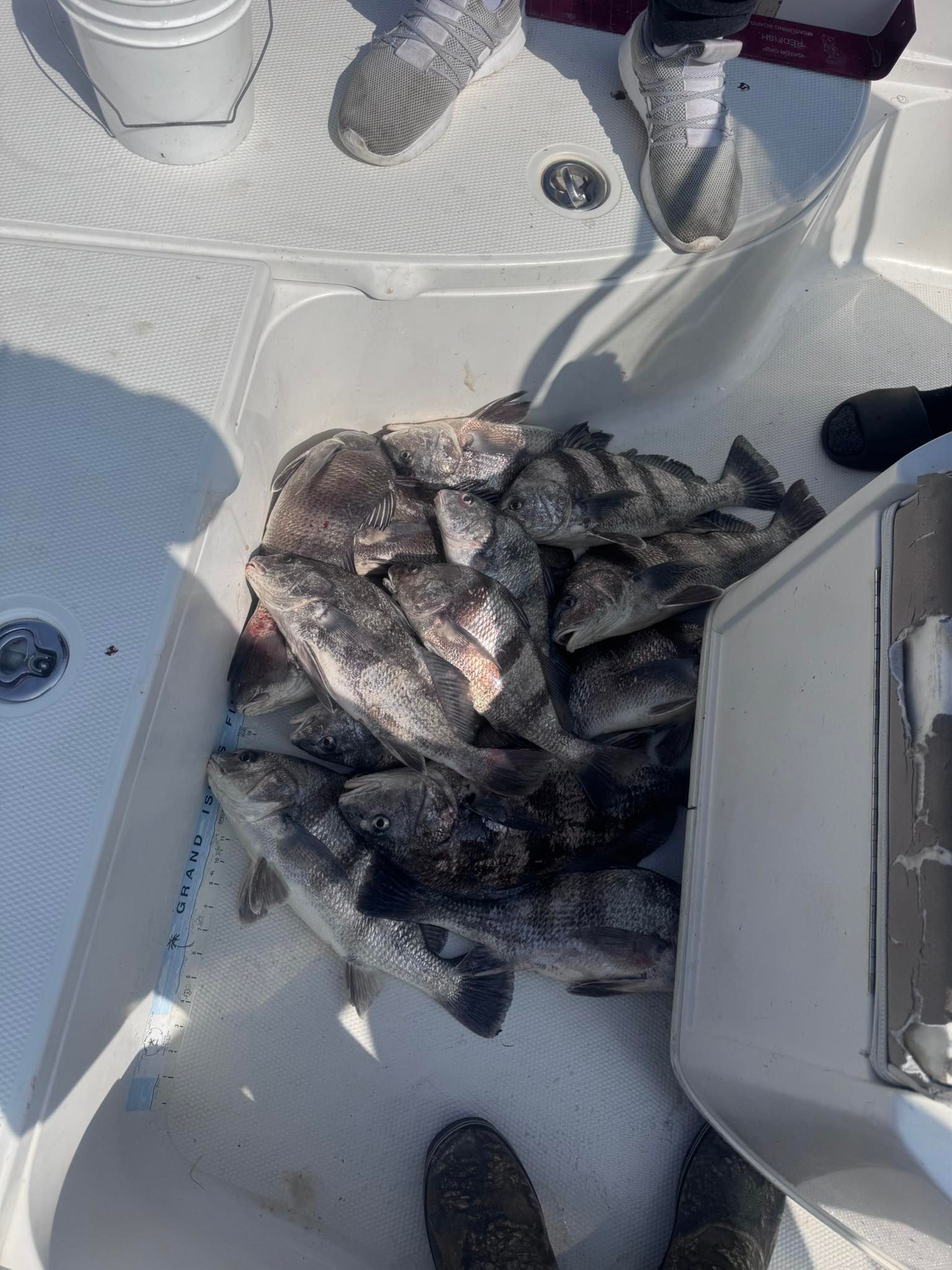 A pile of fish is sitting on top of a boat.