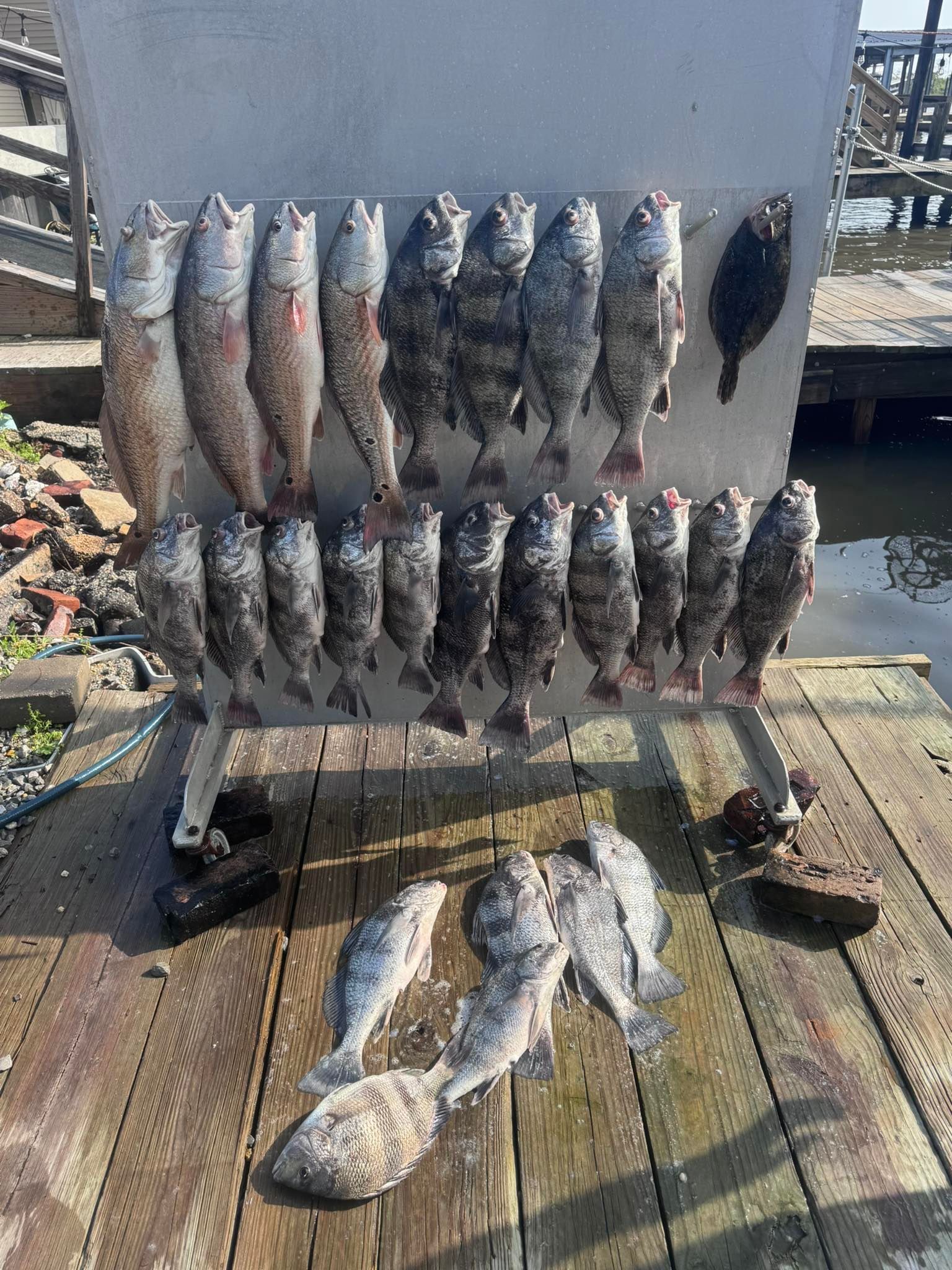 A bunch of fish are sitting on top of a wooden dock.