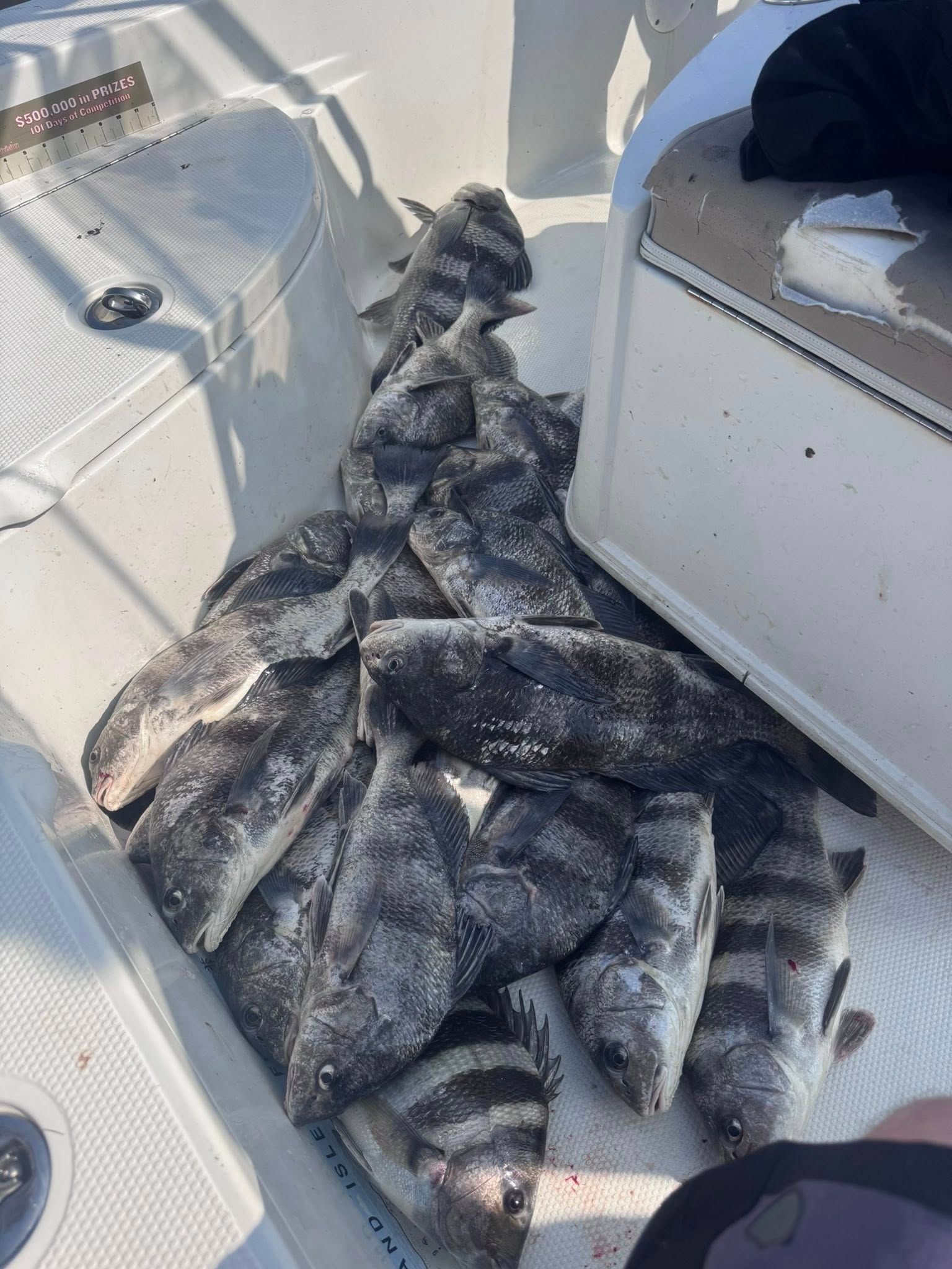 A pile of fish is sitting on the deck of a boat.
