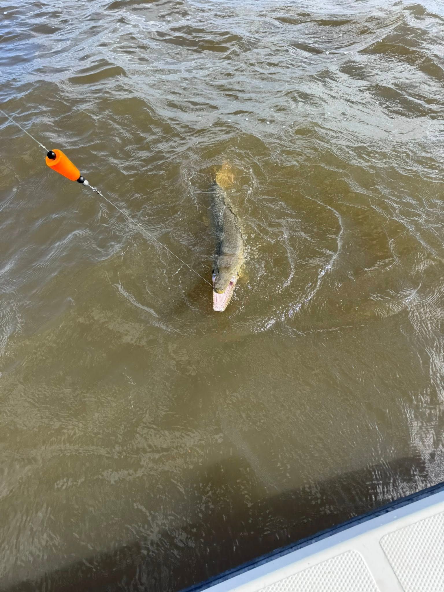 A fish is swimming in the water near a boat