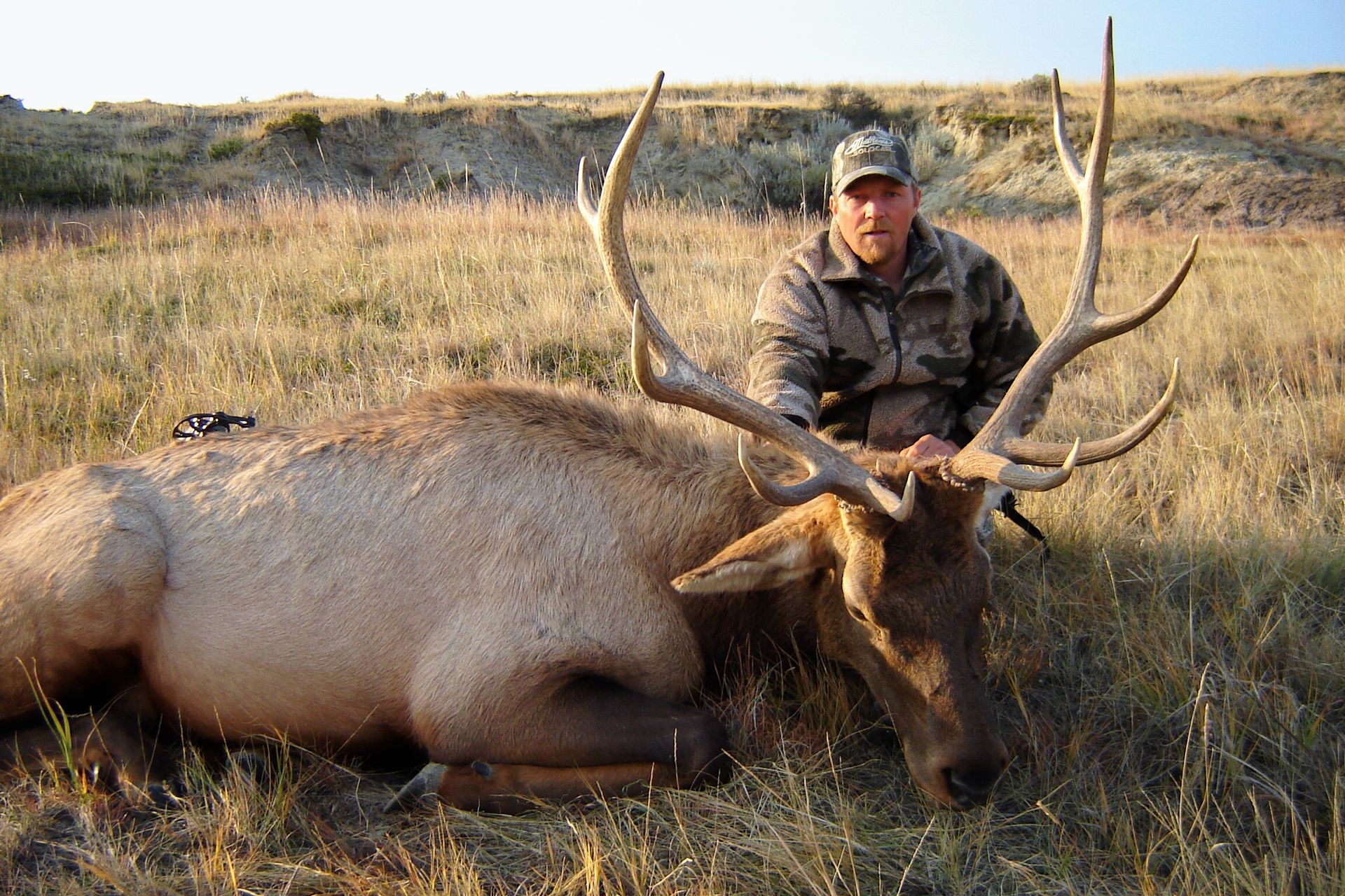 A man is standing next to a large elk in a field.
