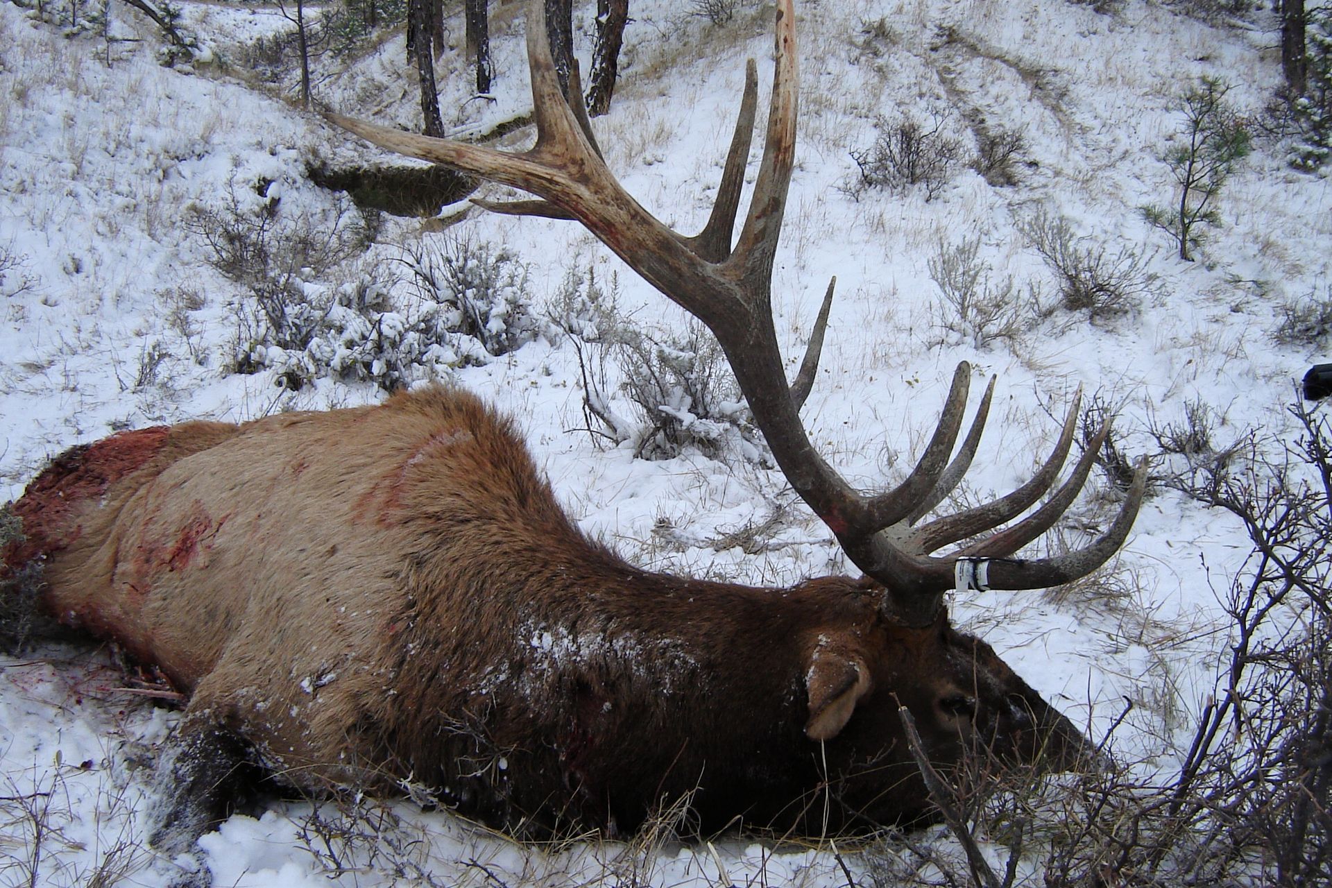 Elk Hunting