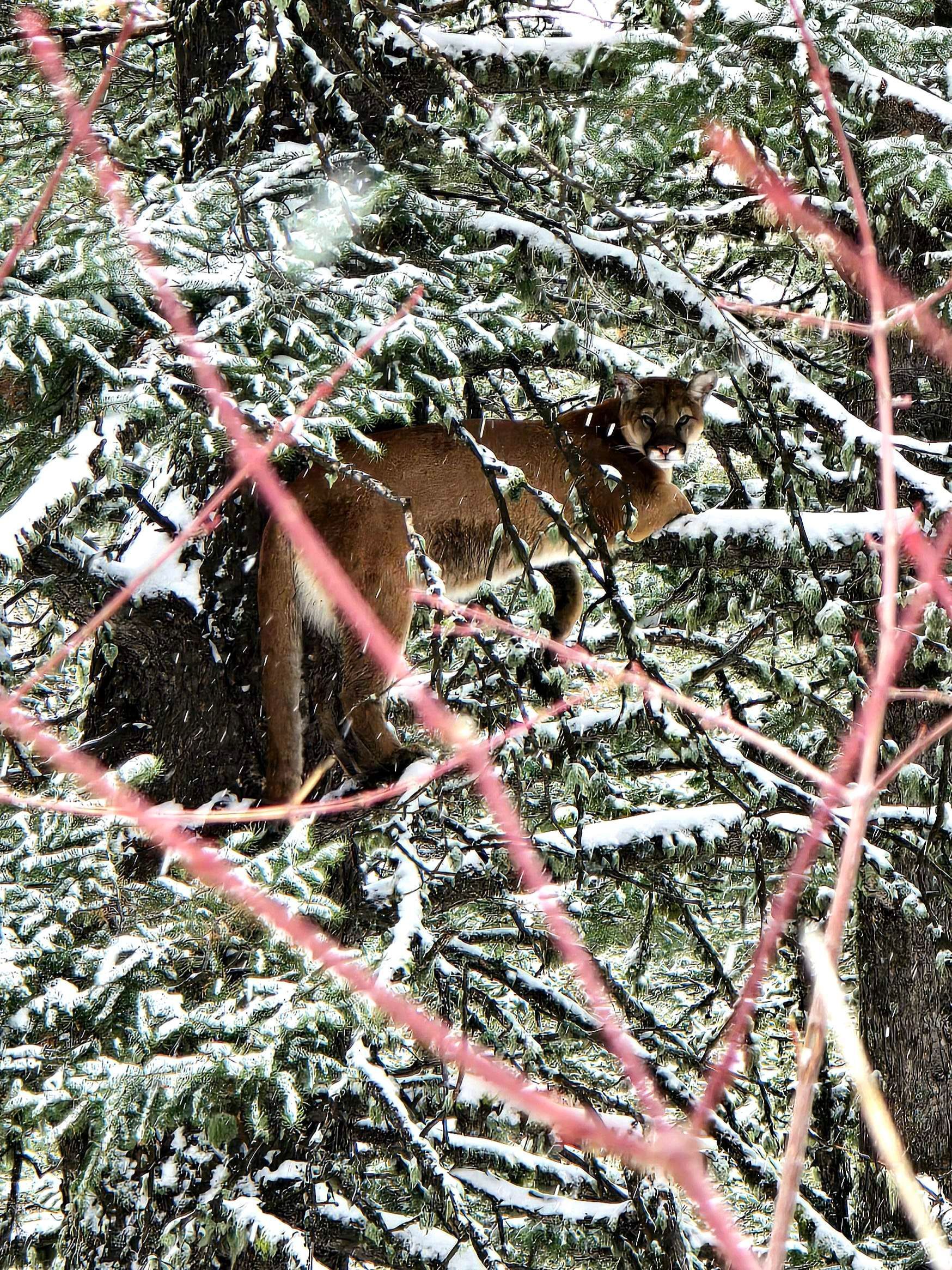 A mountain lion is sitting in the branches of a tree.