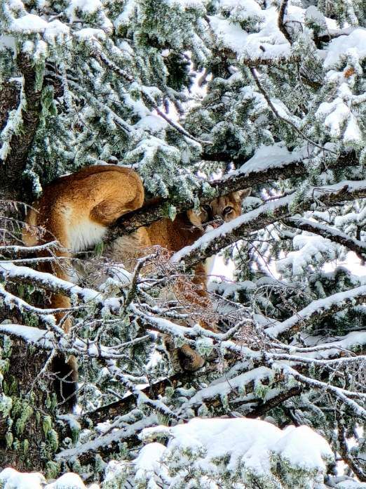 A mountain lion is sitting in a snow covered tree.