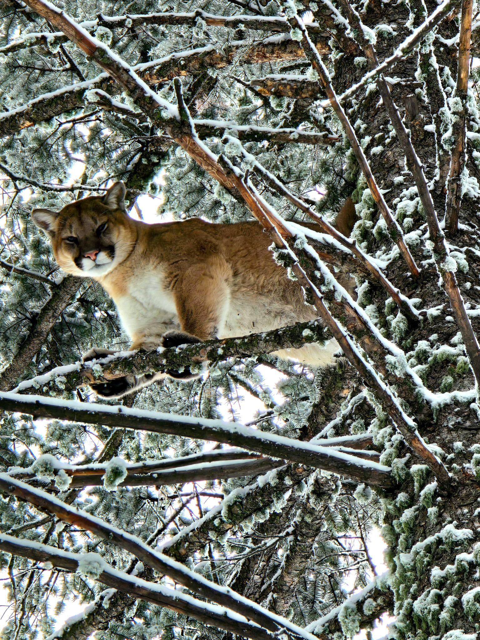 A mountain lion is sitting on a tree branch in the snow.
