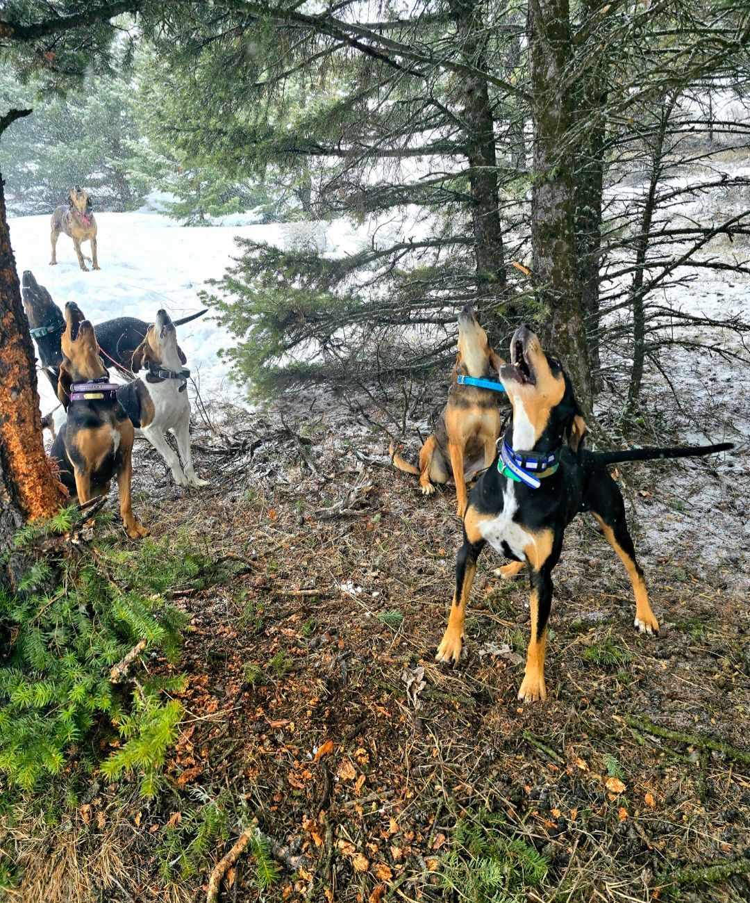 A group of dogs are playing in the woods.