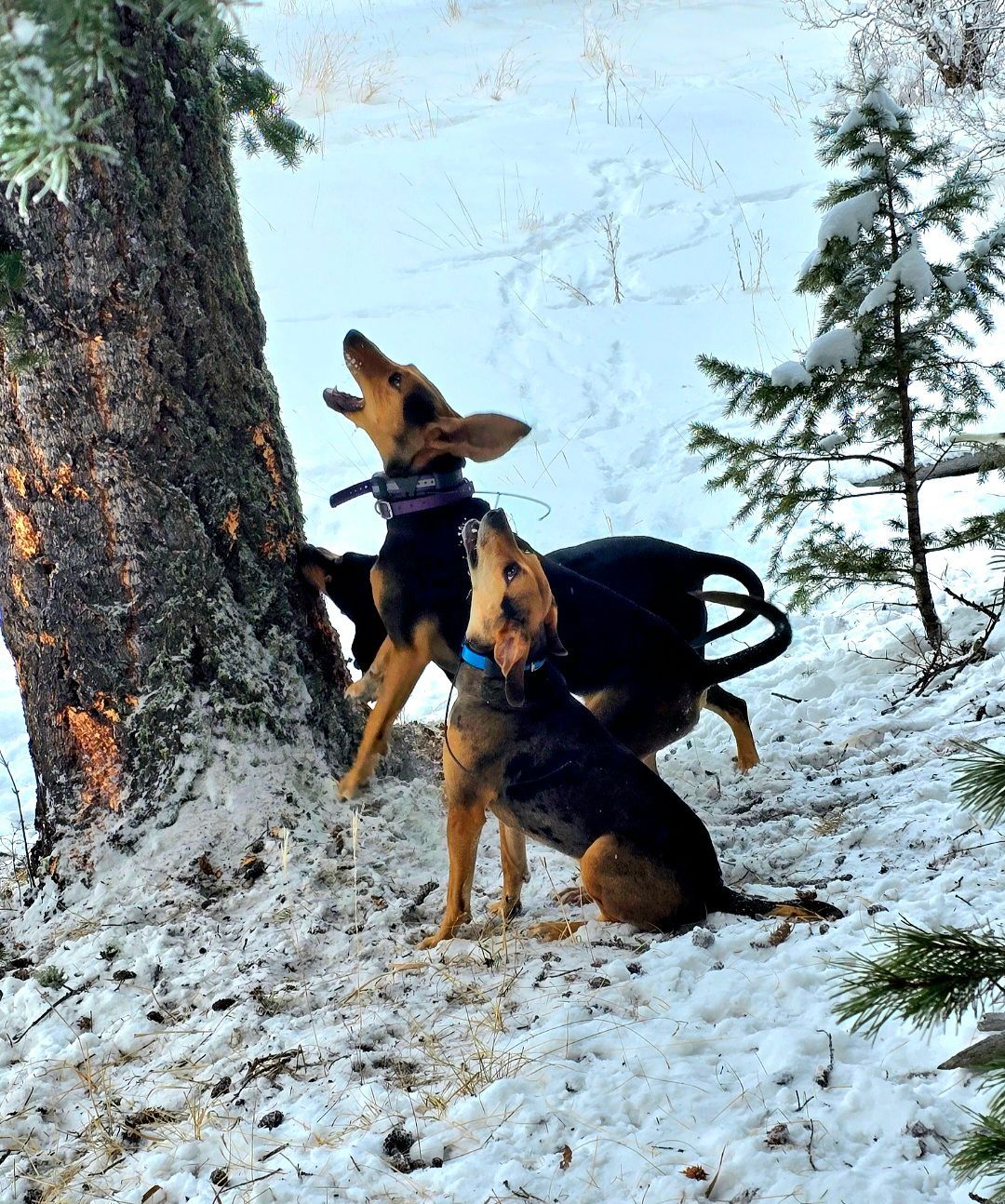 Two dogs are playing in the snow near a tree.