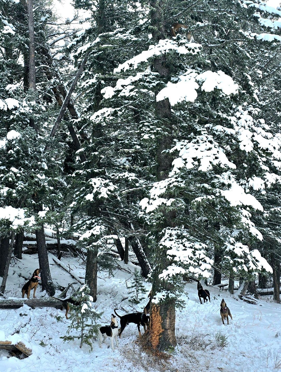 A group of dogs are walking through a snowy forest