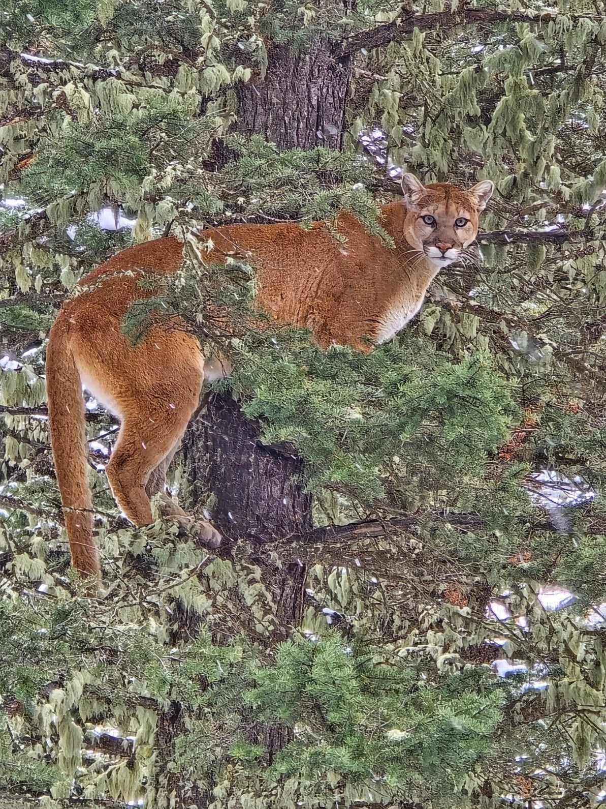 A mountain lion is standing on top of a tree.