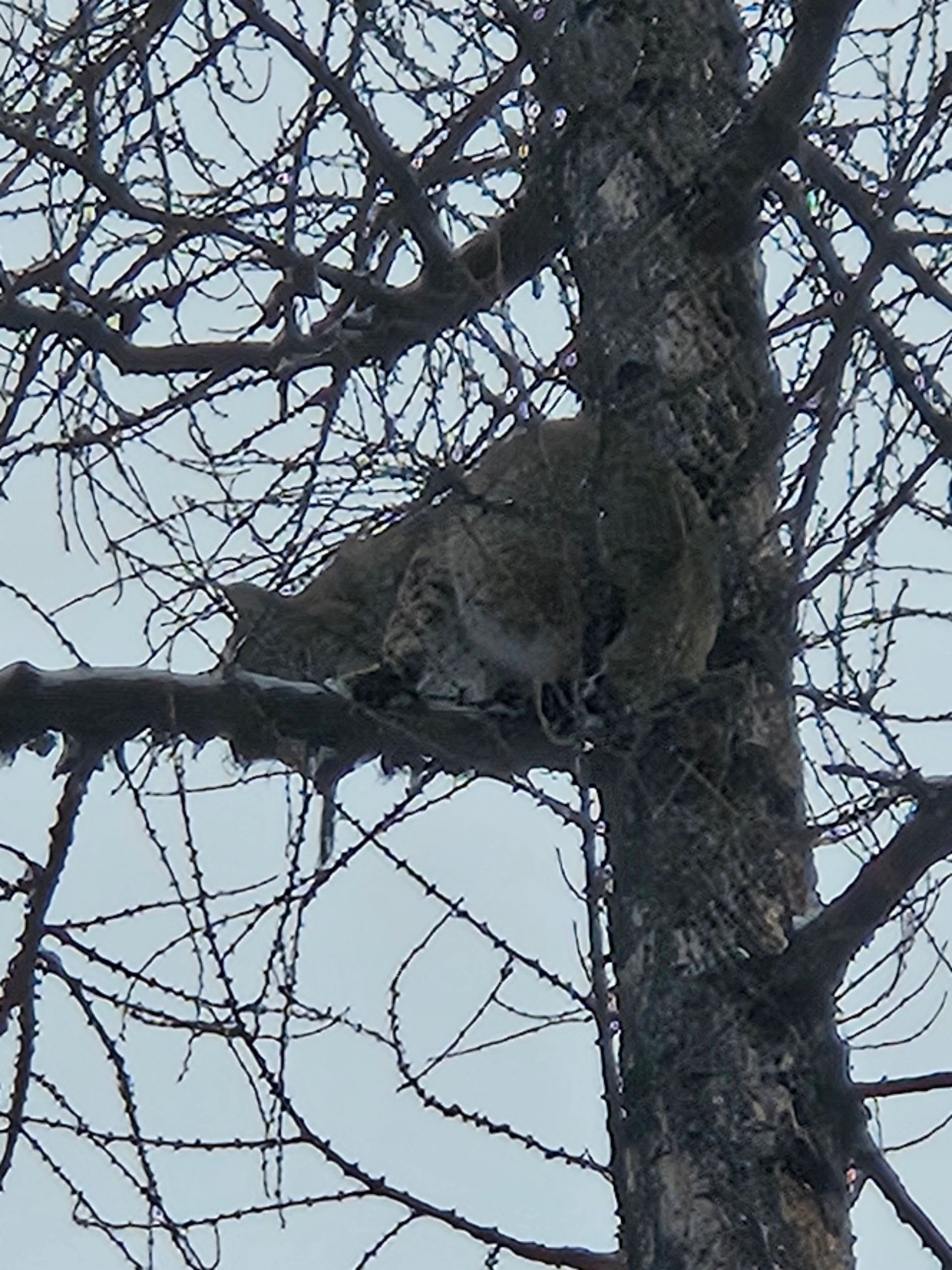 A bobcat is sitting on a tree branch without leaves