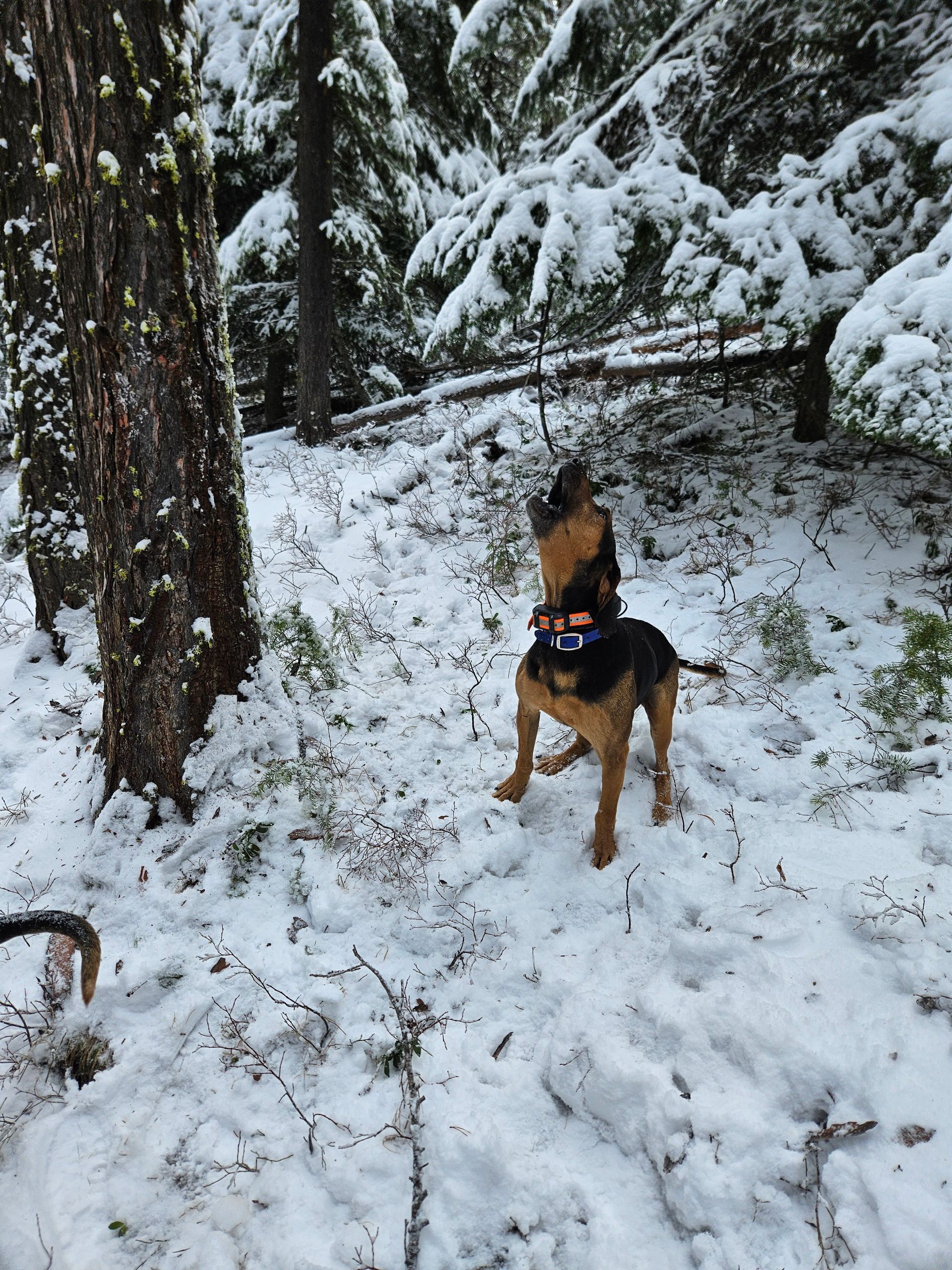 A dog is standing in the snow near a tree