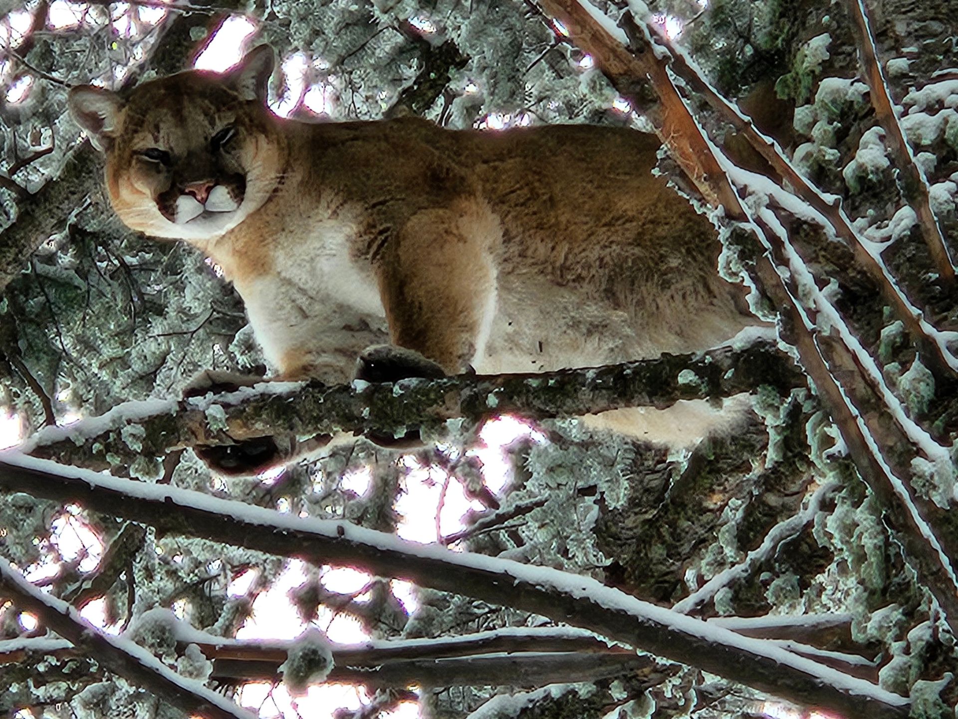 A mountain lion is laying on a tree branch