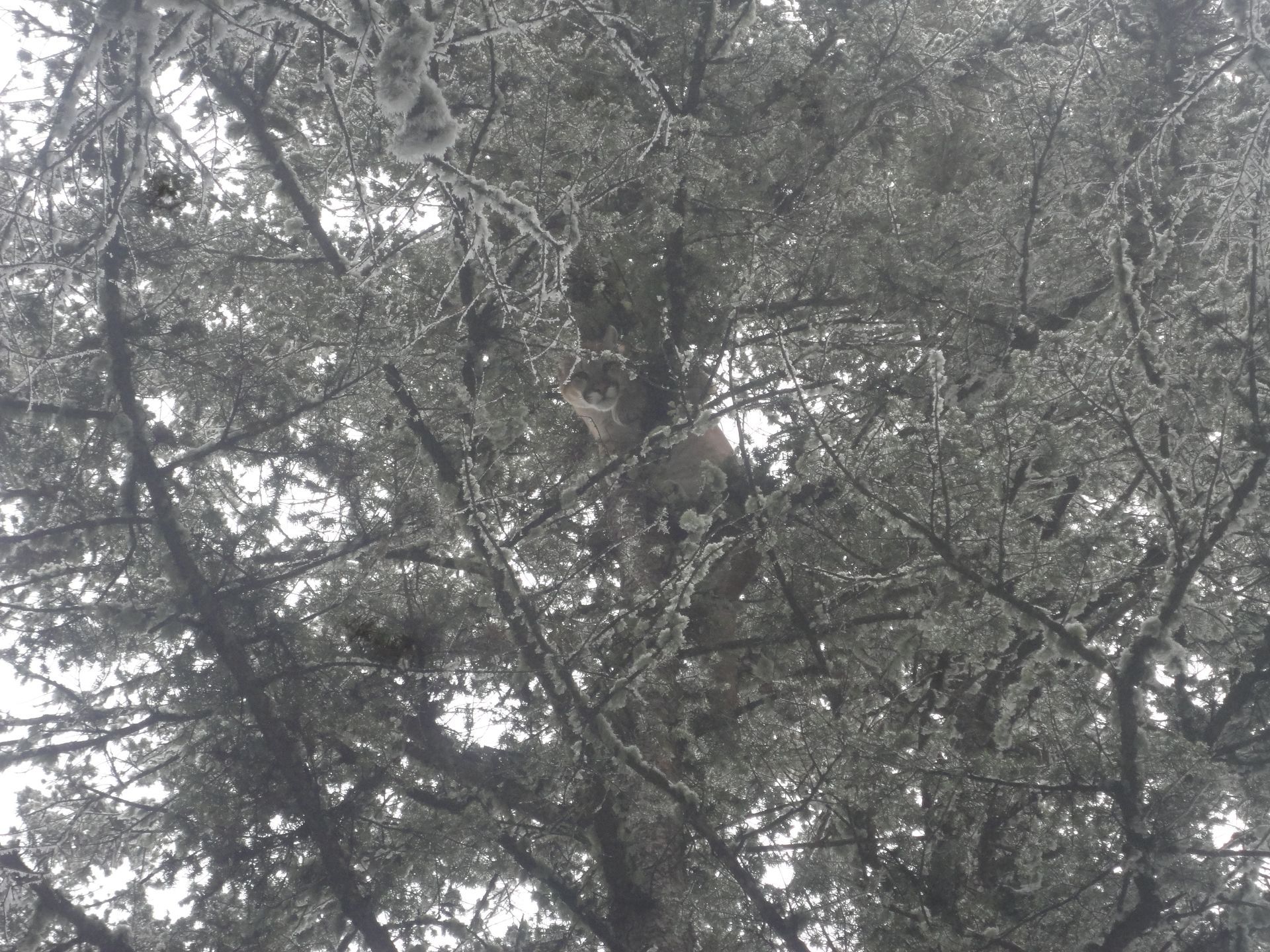 A mountain lion hiding in a tree with lots of branches and leaves