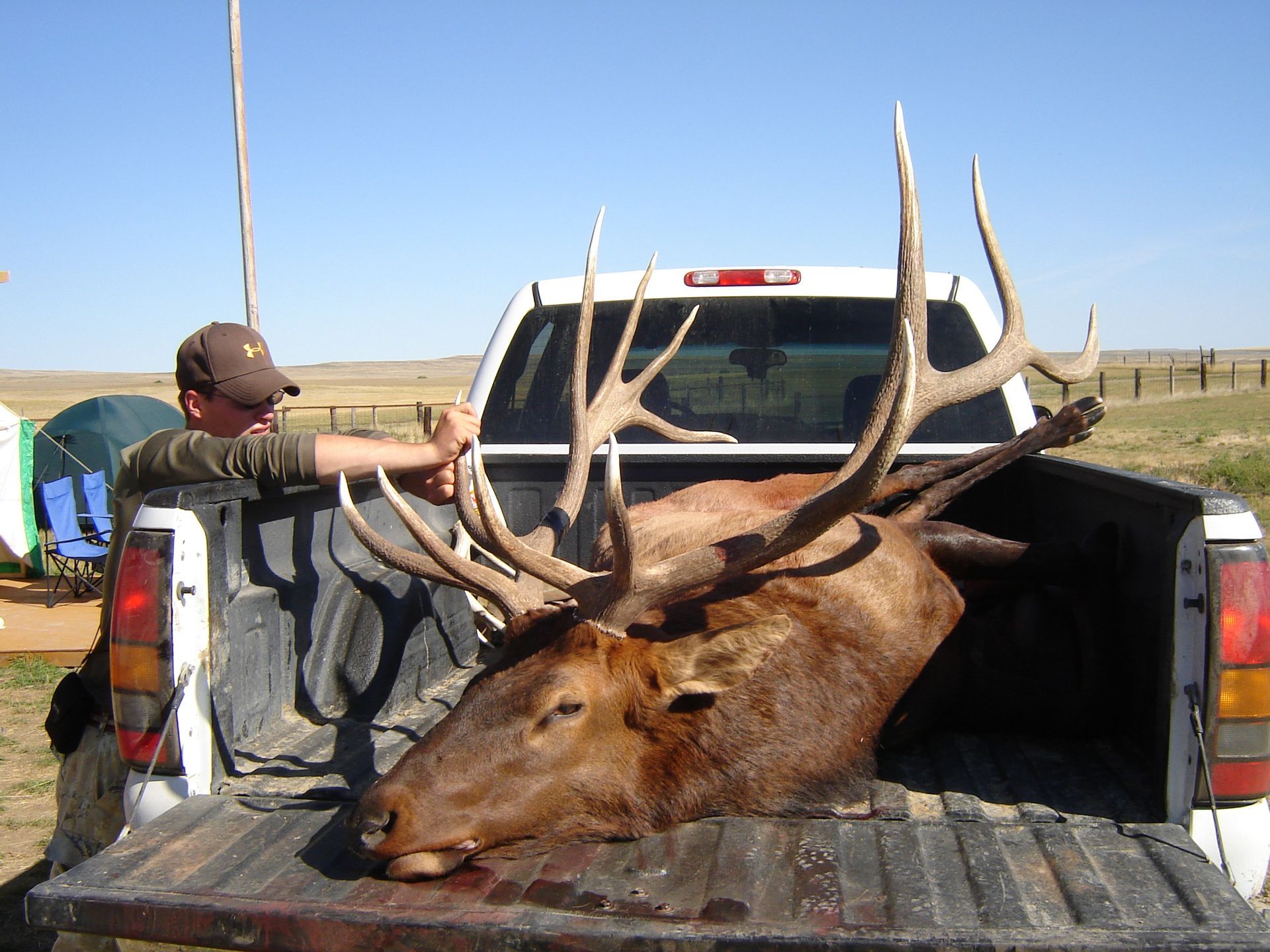 A large elk is in the back of a truck