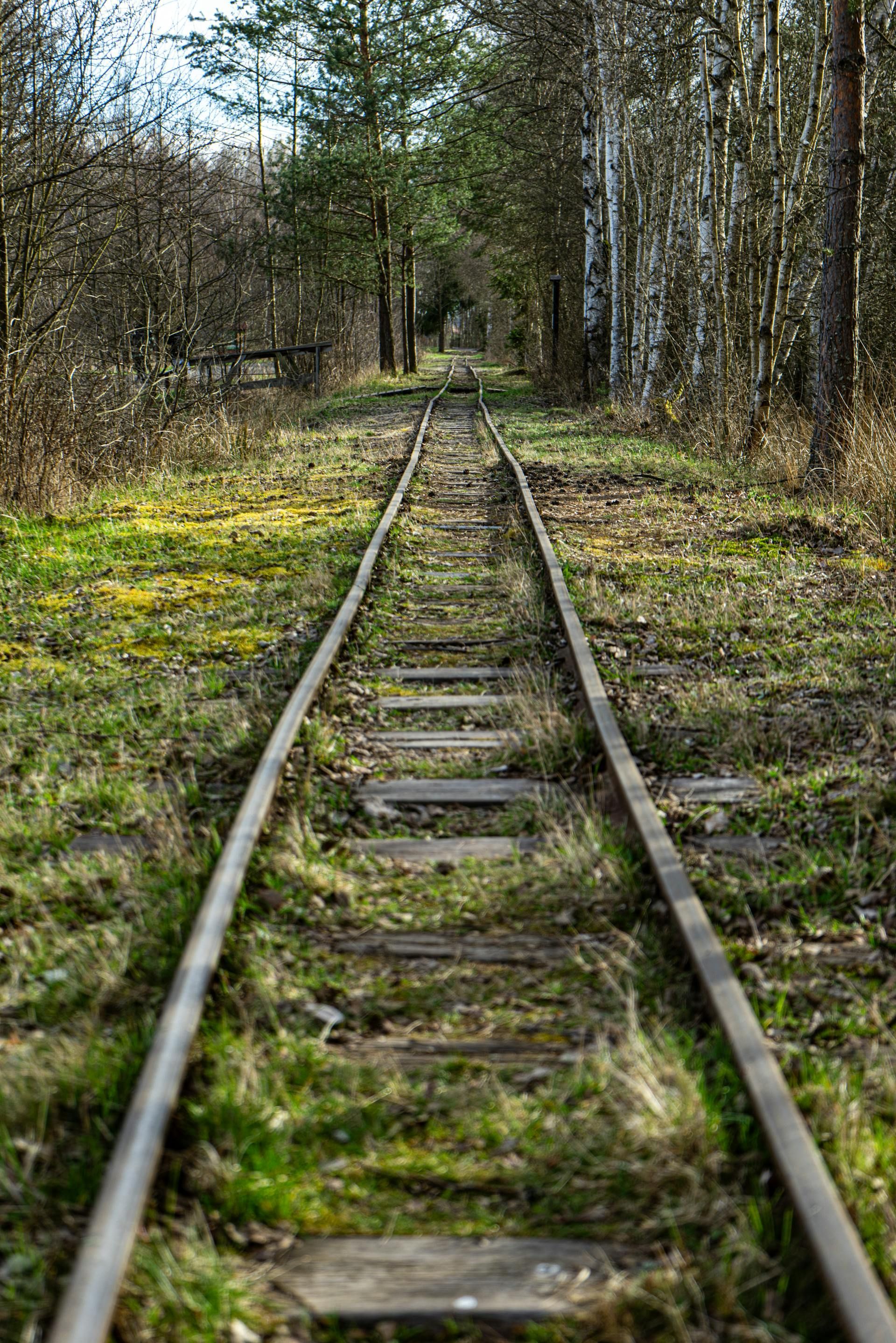 Old railway tracks receding into a forest, flanked by trees and overgrown grass.