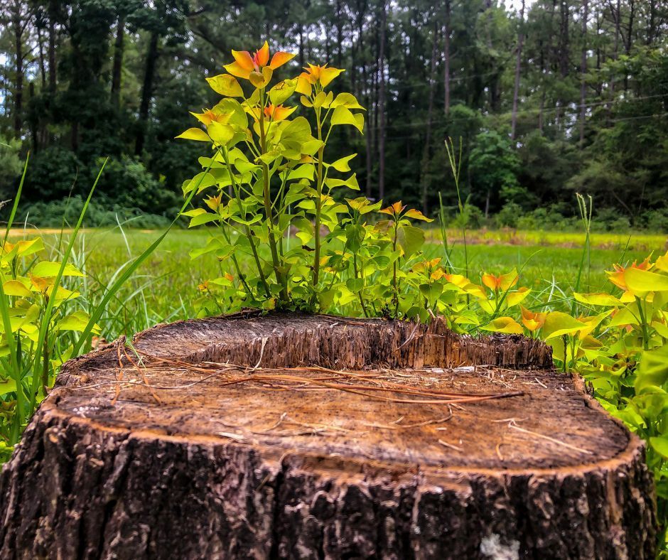 New shoots growing from a tree stump, showing how tree stumps can regrow.