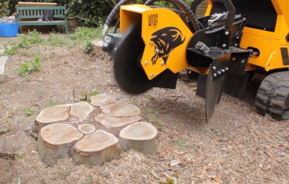 A man is cutting a tree with a chainsaw.