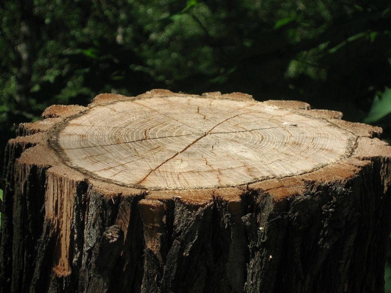 A tree stump in the middle of a park with trees in the background.