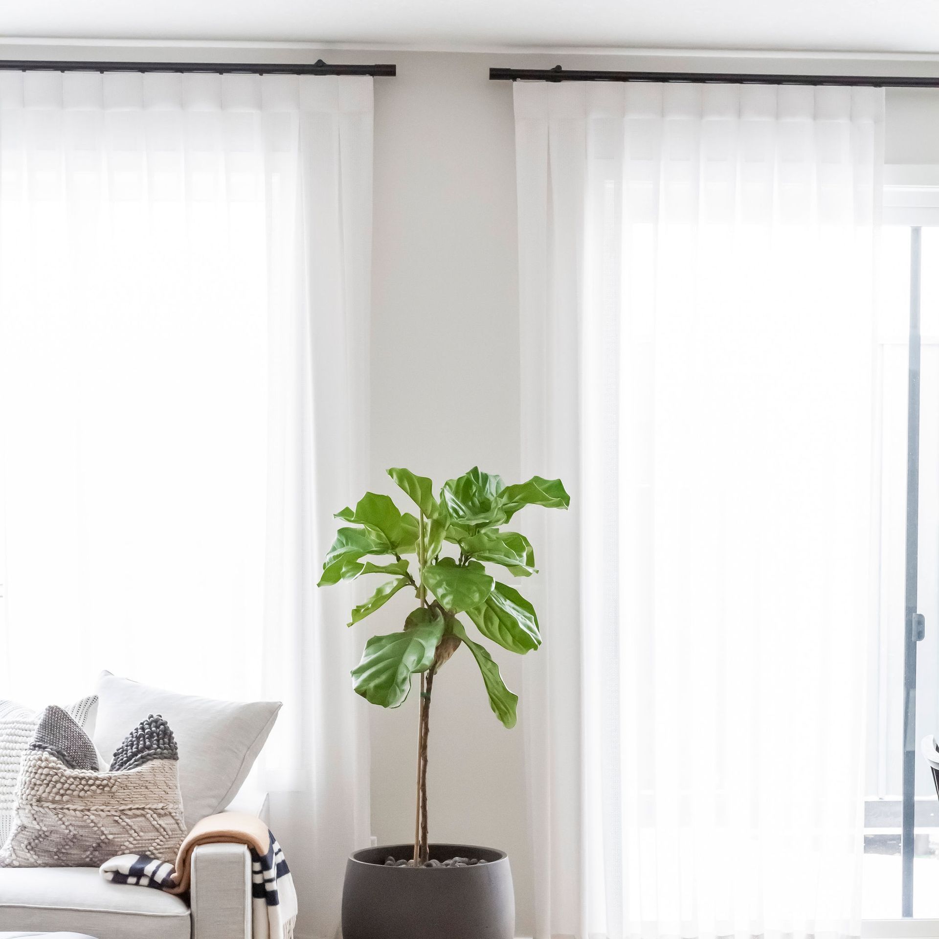 A living room with a couch and a potted plant.