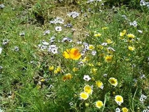 Field of yellow and white wildflowers