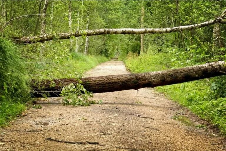 Tree trunks blocking a dirt path in a lush green forest setting.
