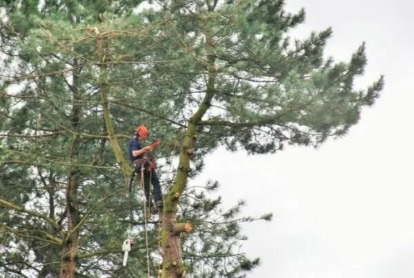 Arborist in harness trims a tall pine tree, under overcast sky.