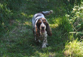 fully licensed dog boarding