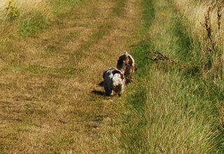 pick up and delivery services