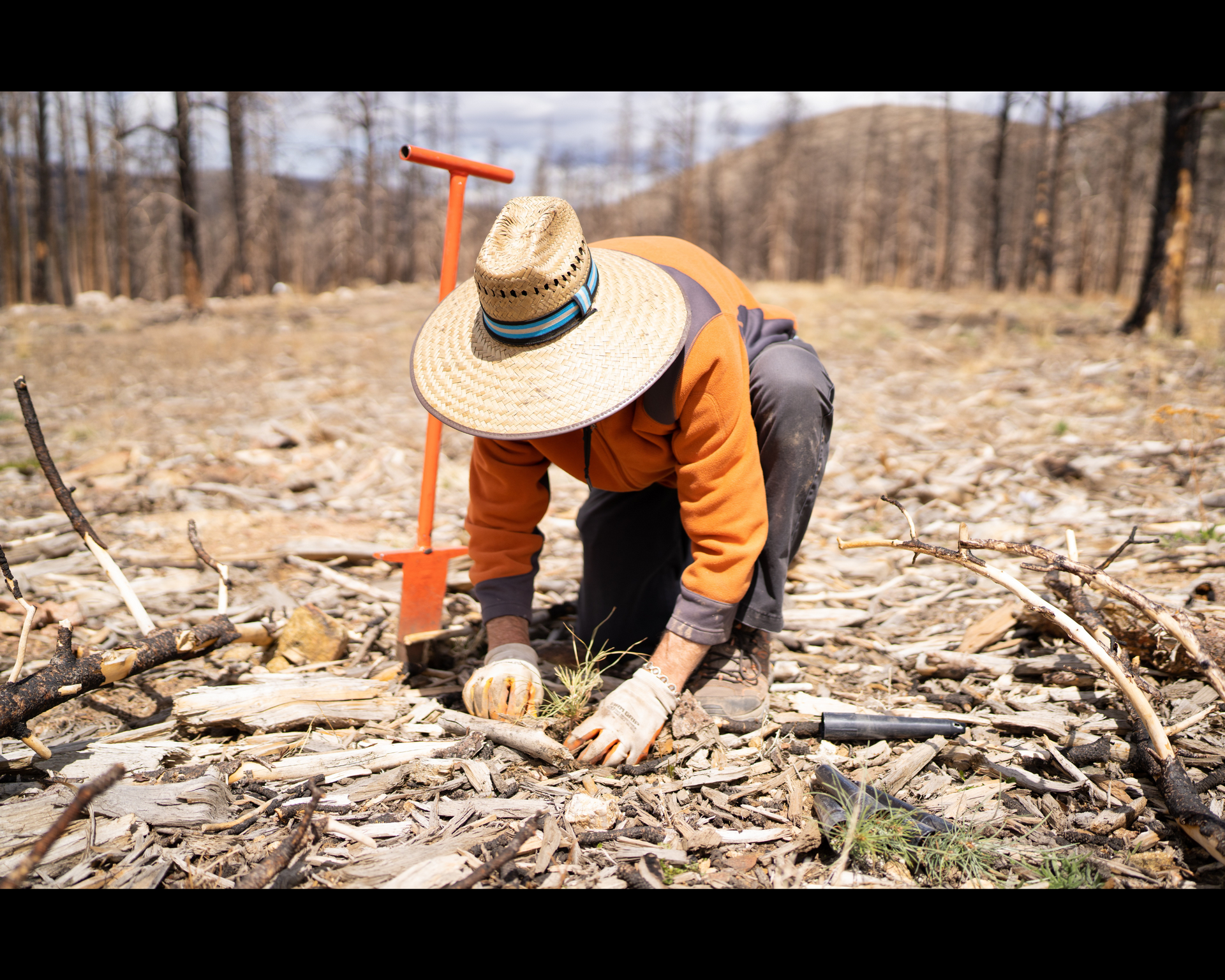 Person bent over gently planting a sapling at the Cameron Peak burn scar in Colorado.
