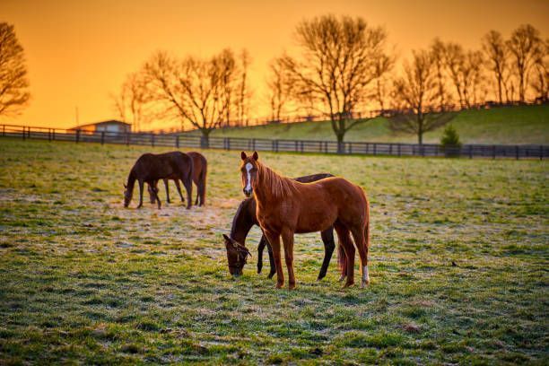 Horses | Memphis, TN | BFAA, Inc