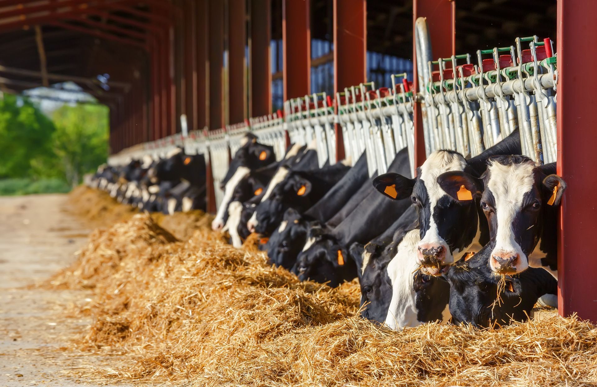 Cows | Memphis, TN | BFAA, Inc