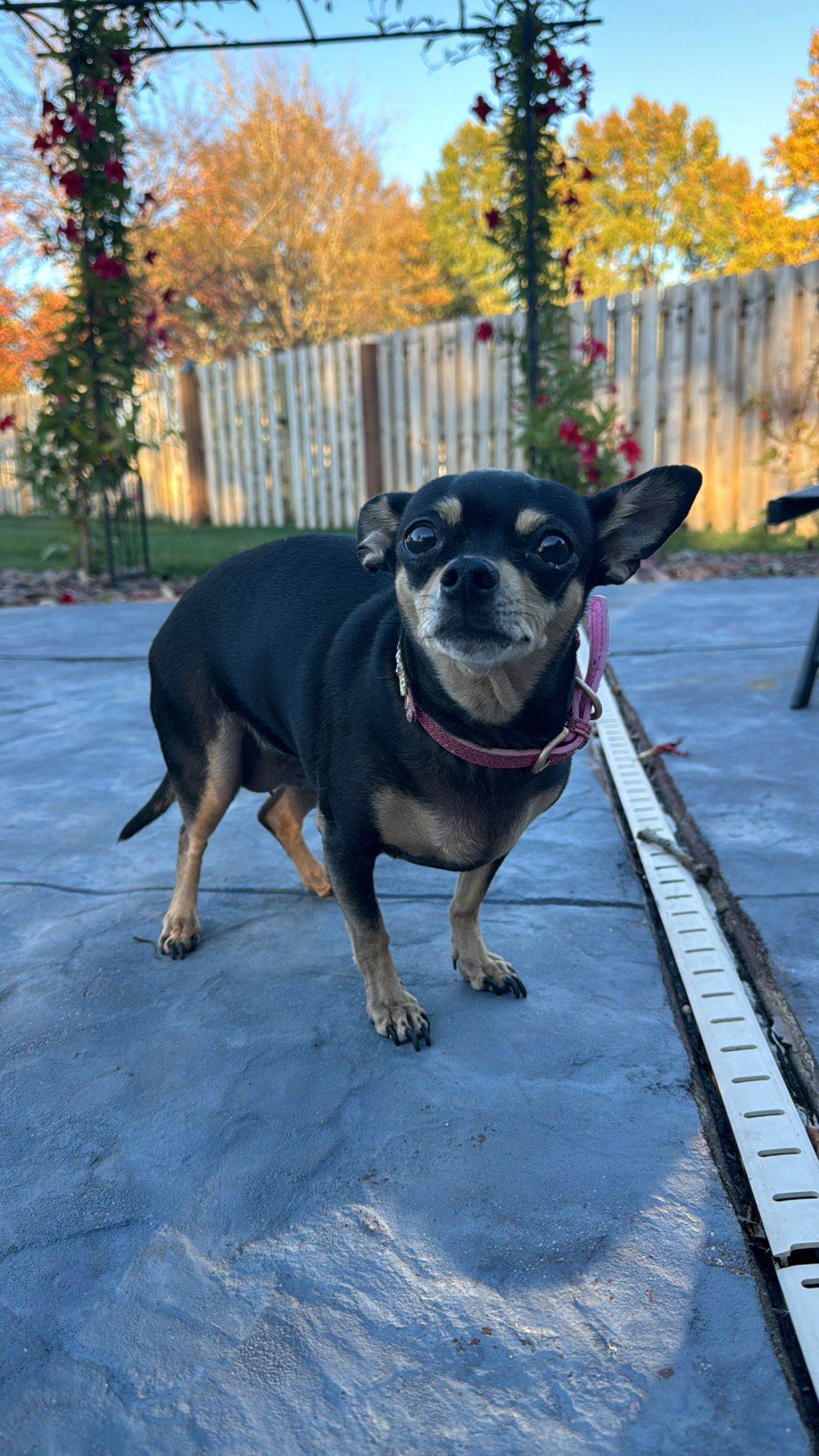 a tiny chihuahua with a pink collar

