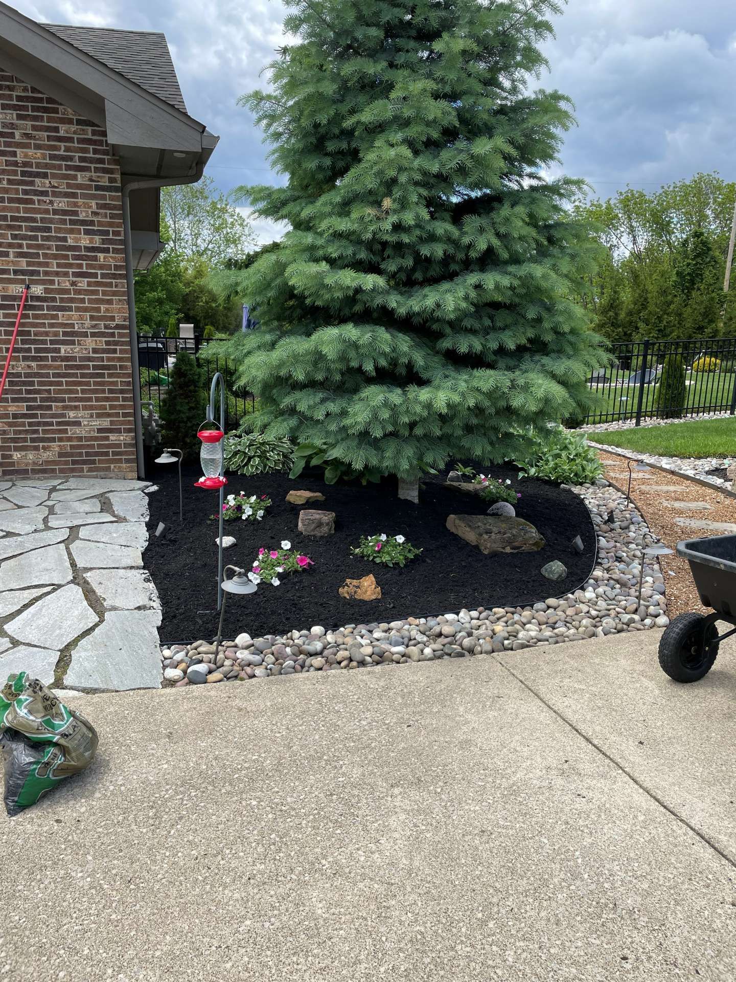 Large evergreen tree in a landscaped front yard beside a brick house and concrete driveway.