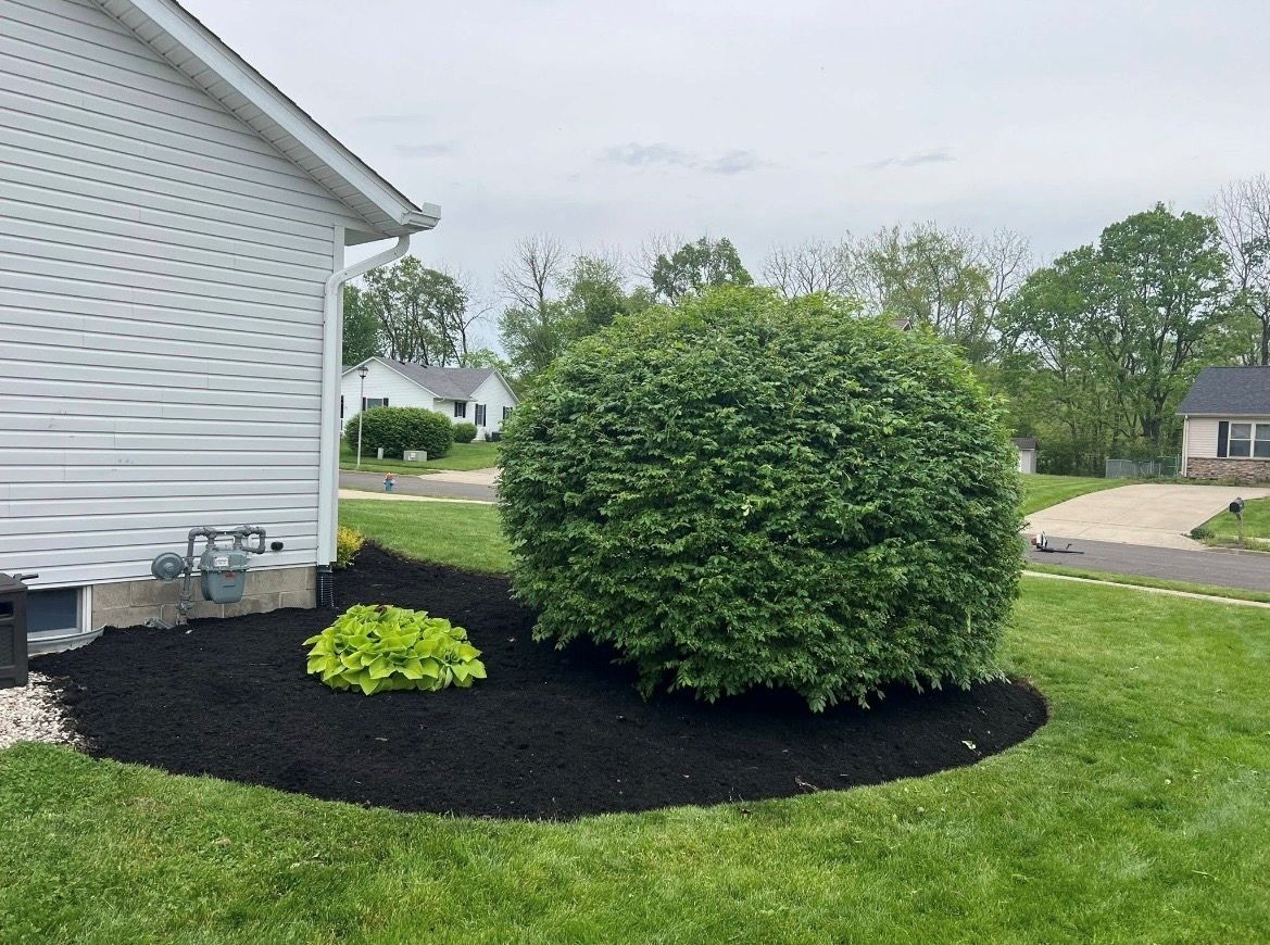 Landscape bed with rounded green shrub and small yellow plant beside a white house