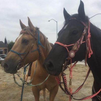 A brown horse and a black horse are standing next to each other