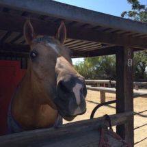 A horse is sticking its head out of a wooden fence.