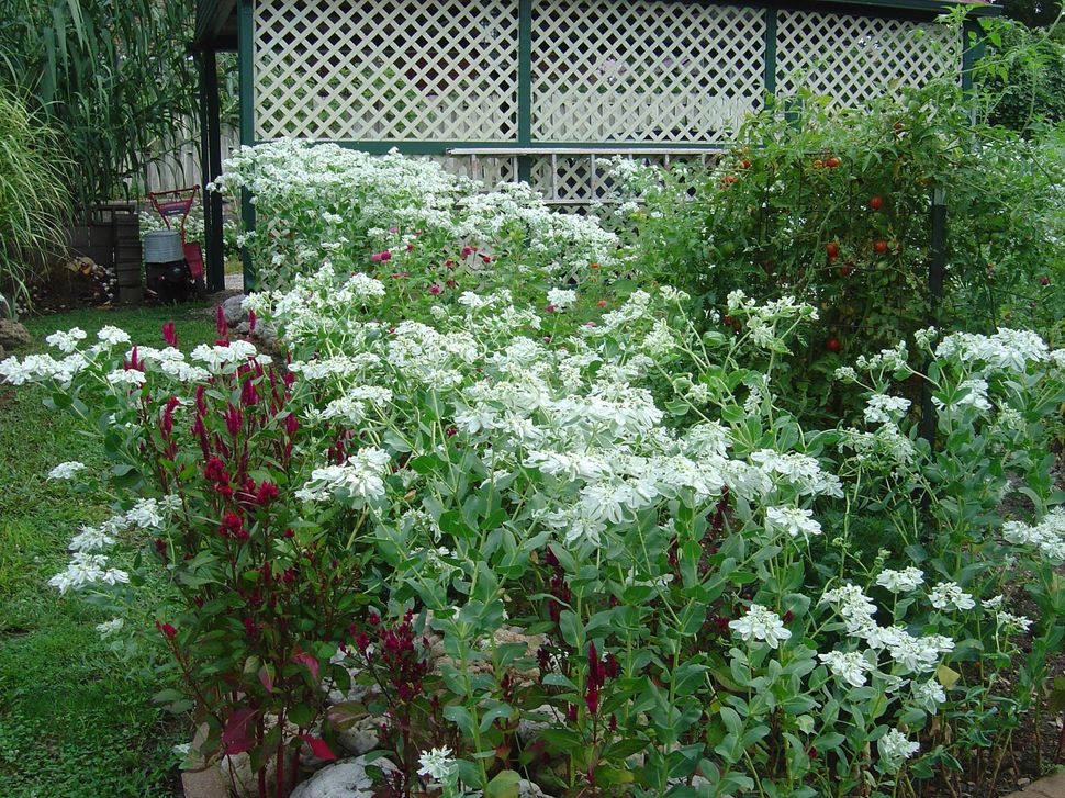 flowers