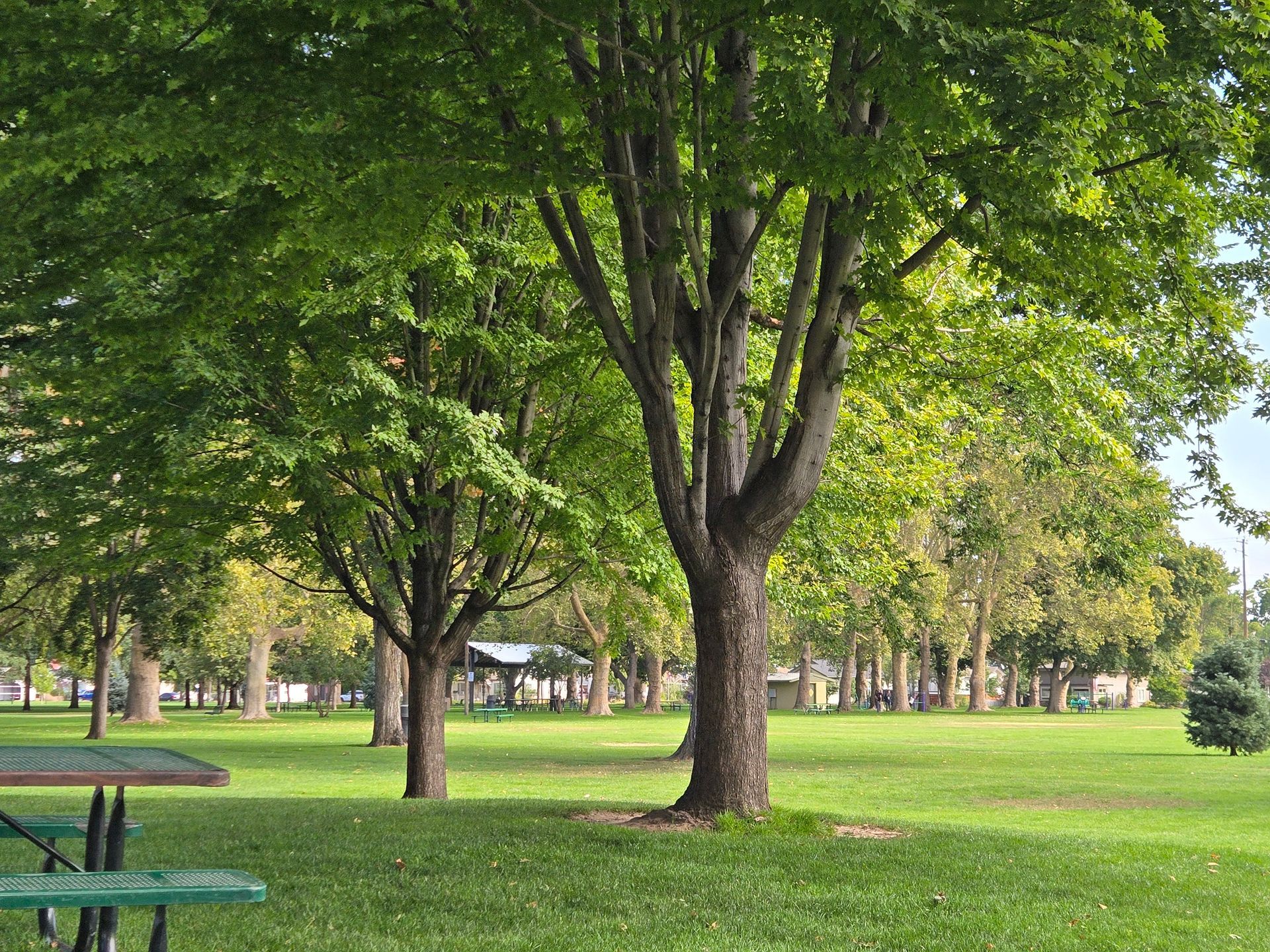 Park scene with green trees, grass, and a picnic table.